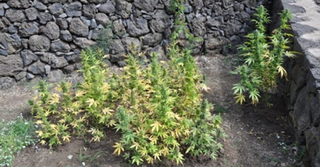 arrestato-incensurato-per-coltivazione-marijuana2