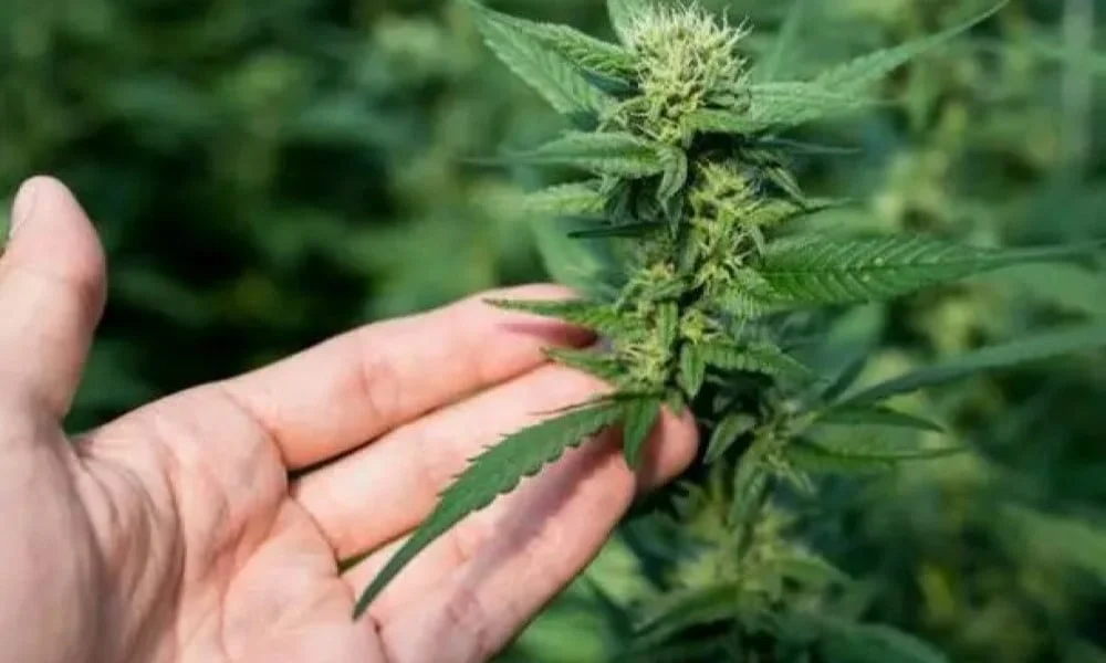 È legale coltivare semi di marijuana? Ecco cosa dice la legge italiana